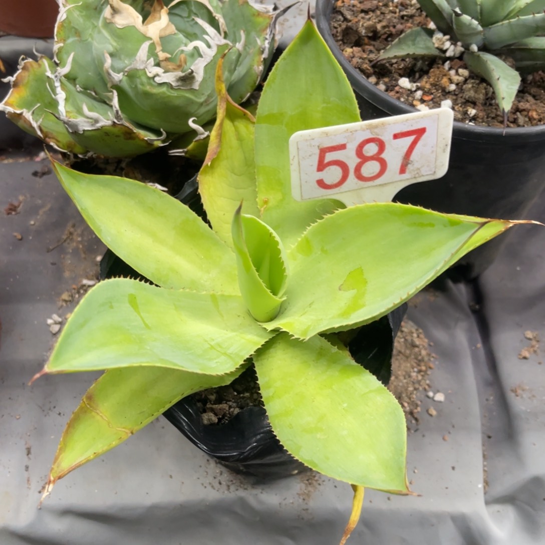 绿荷UCB龙舌兰系列