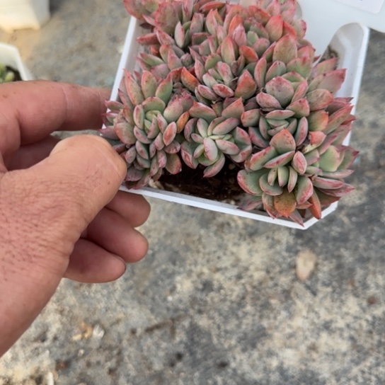 277绮罗缀多肉植物多