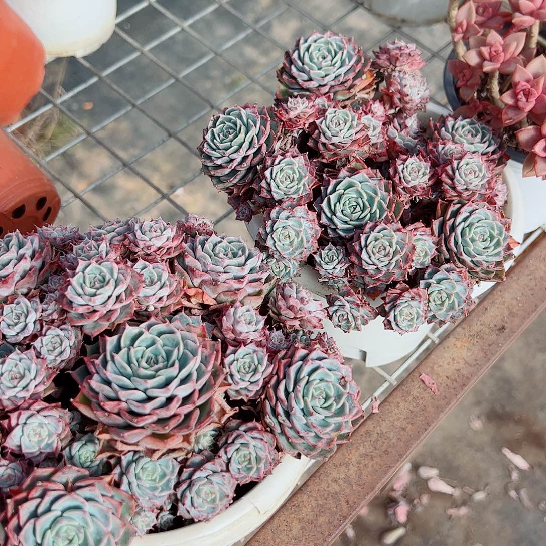 海滨格瑞带盆土精品特价