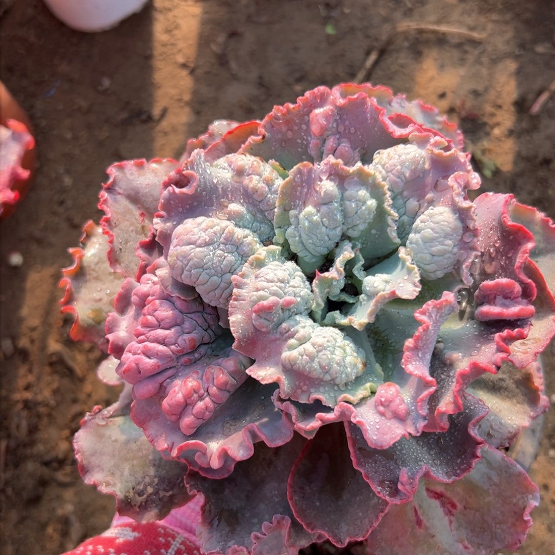 蓝爵多肉我哦植物植物