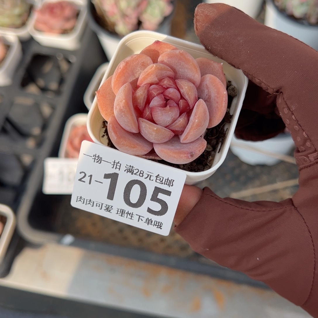 荔枝粉多肉多肉多肉多肉