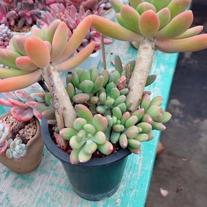 芒果奶多肉植物一物一拍