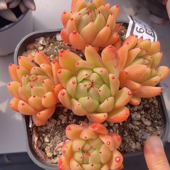 米兰达0819多肉植物