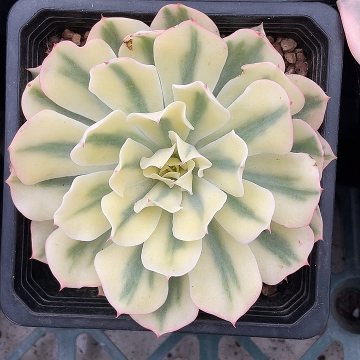 海啸锦 锦龙一物一拍