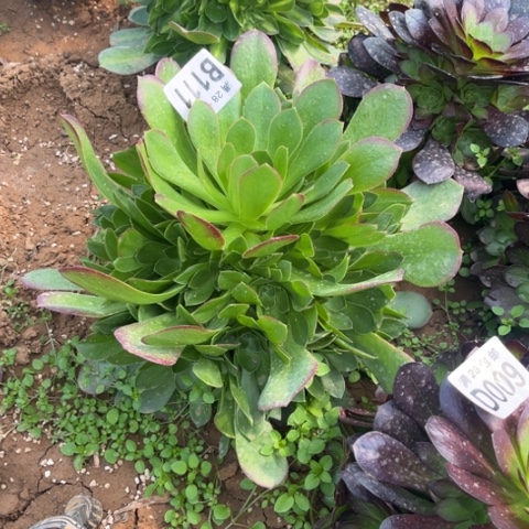 111柠檬玫瑰不包断枝