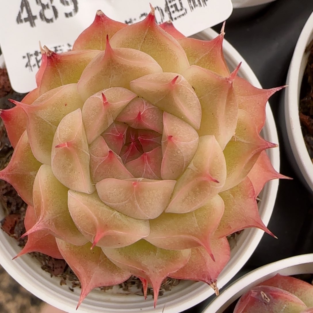 花语逸镜0127-489