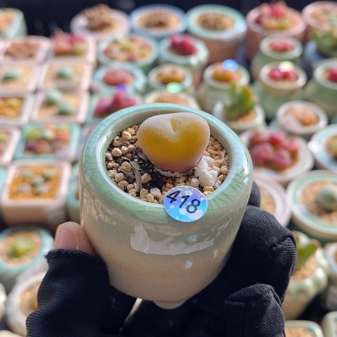 7646--一物一拍 带盆