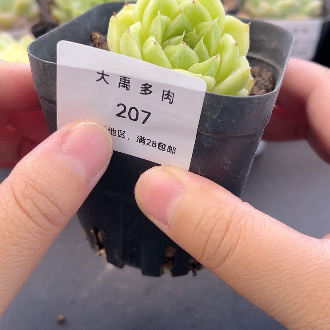 大禹多肉花园，207