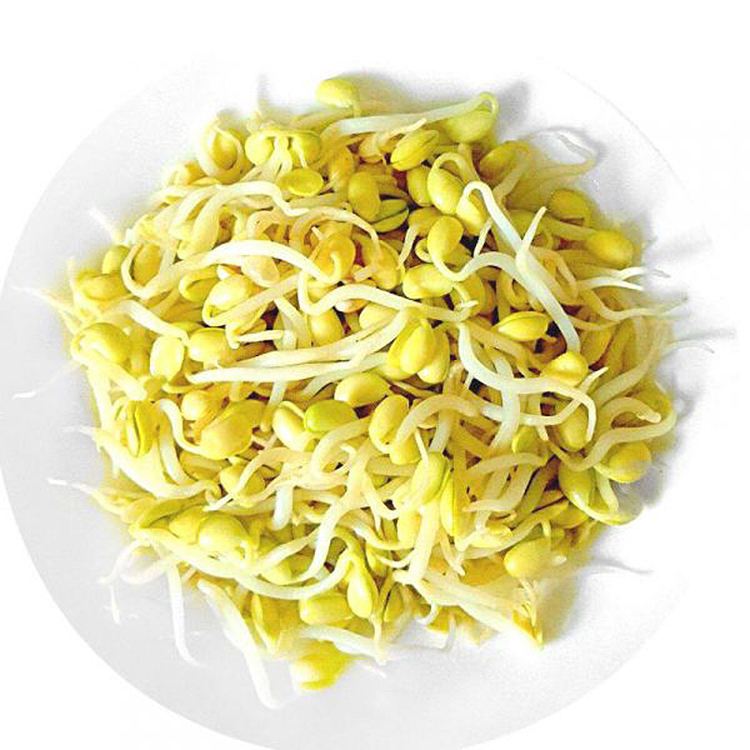 黄豆芽500g/份