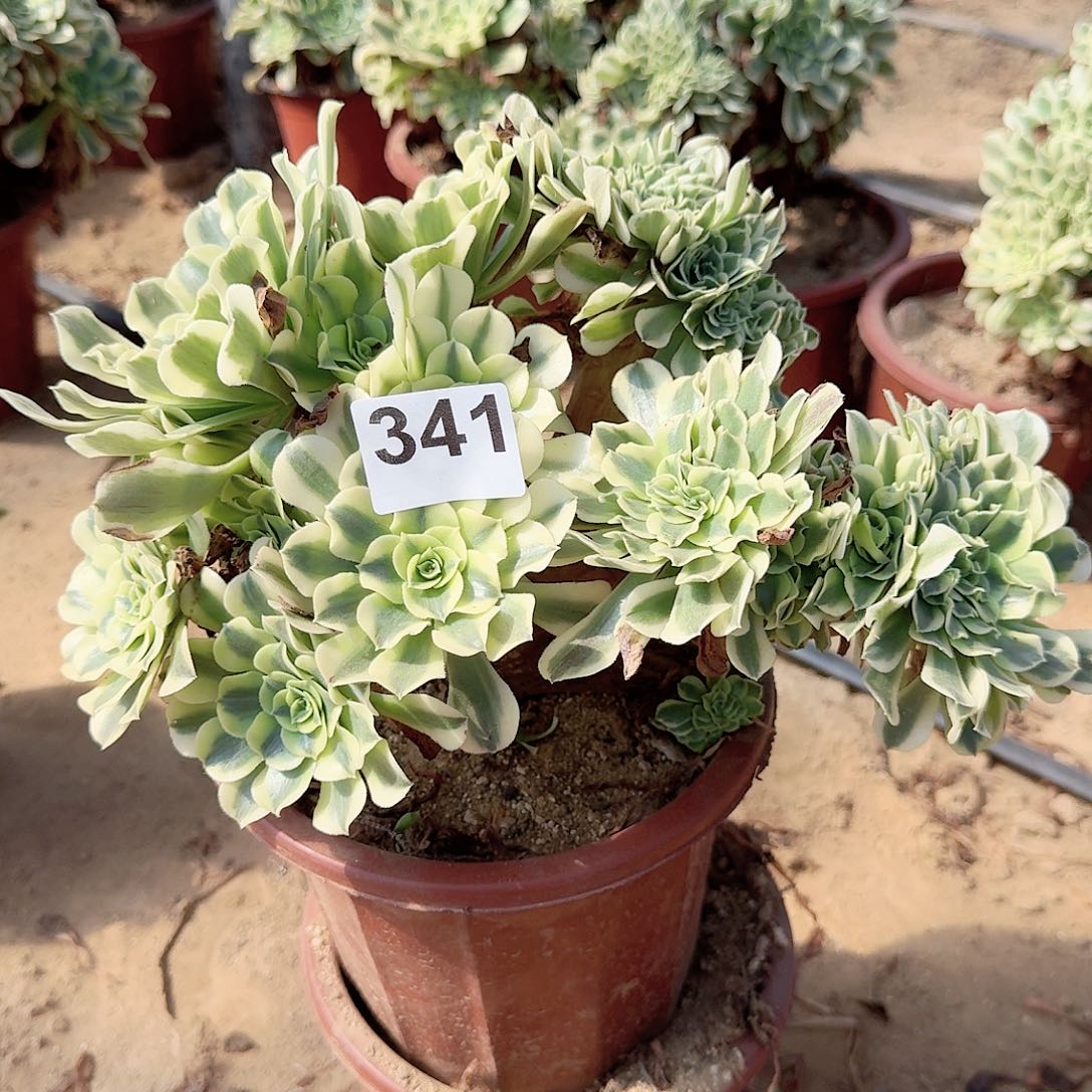 341绿豆莎一颗有伤