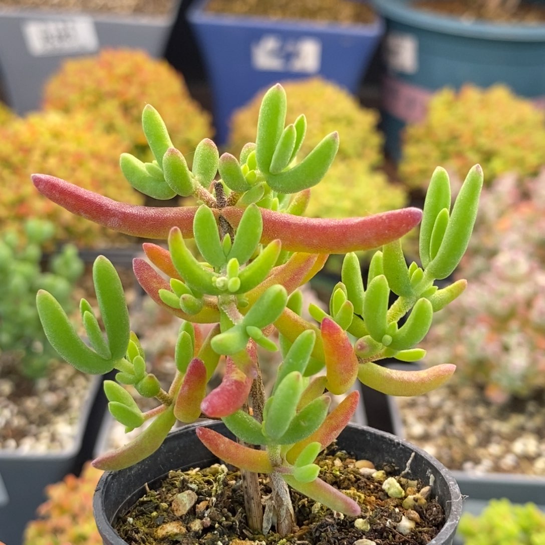 635香蕉 。         