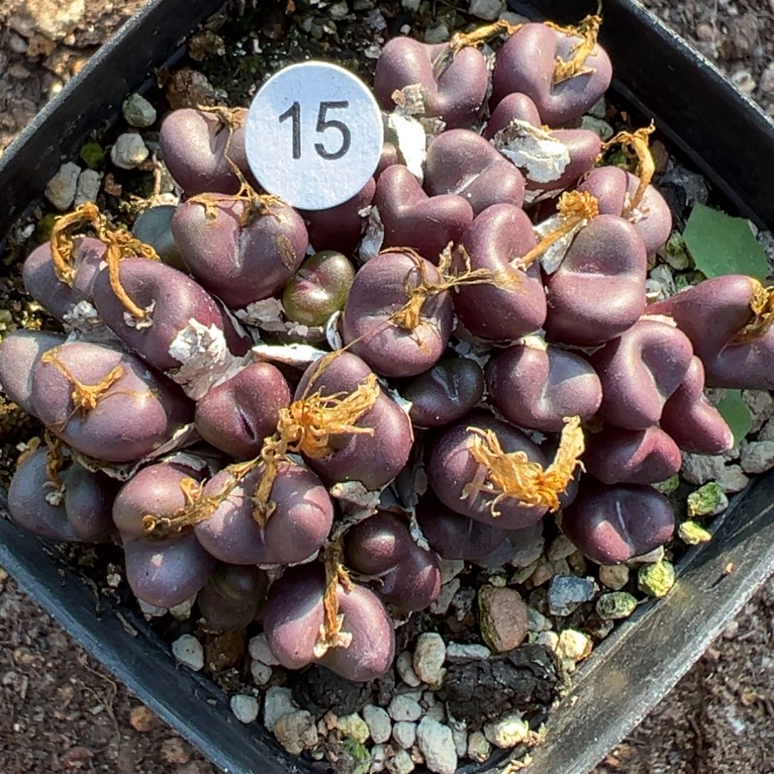 多肉植物111111111111