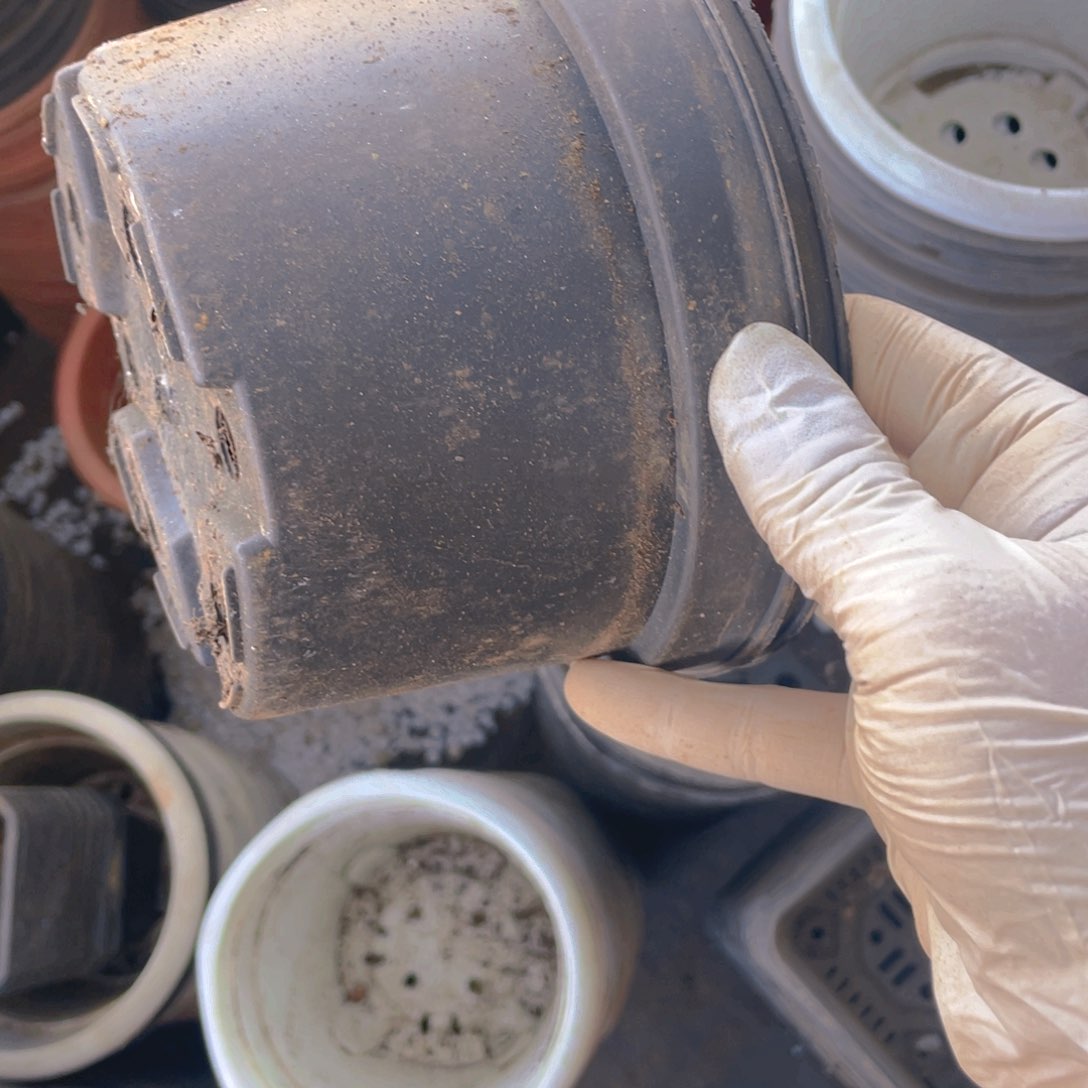 塑料旧15公分黑圆盆30个