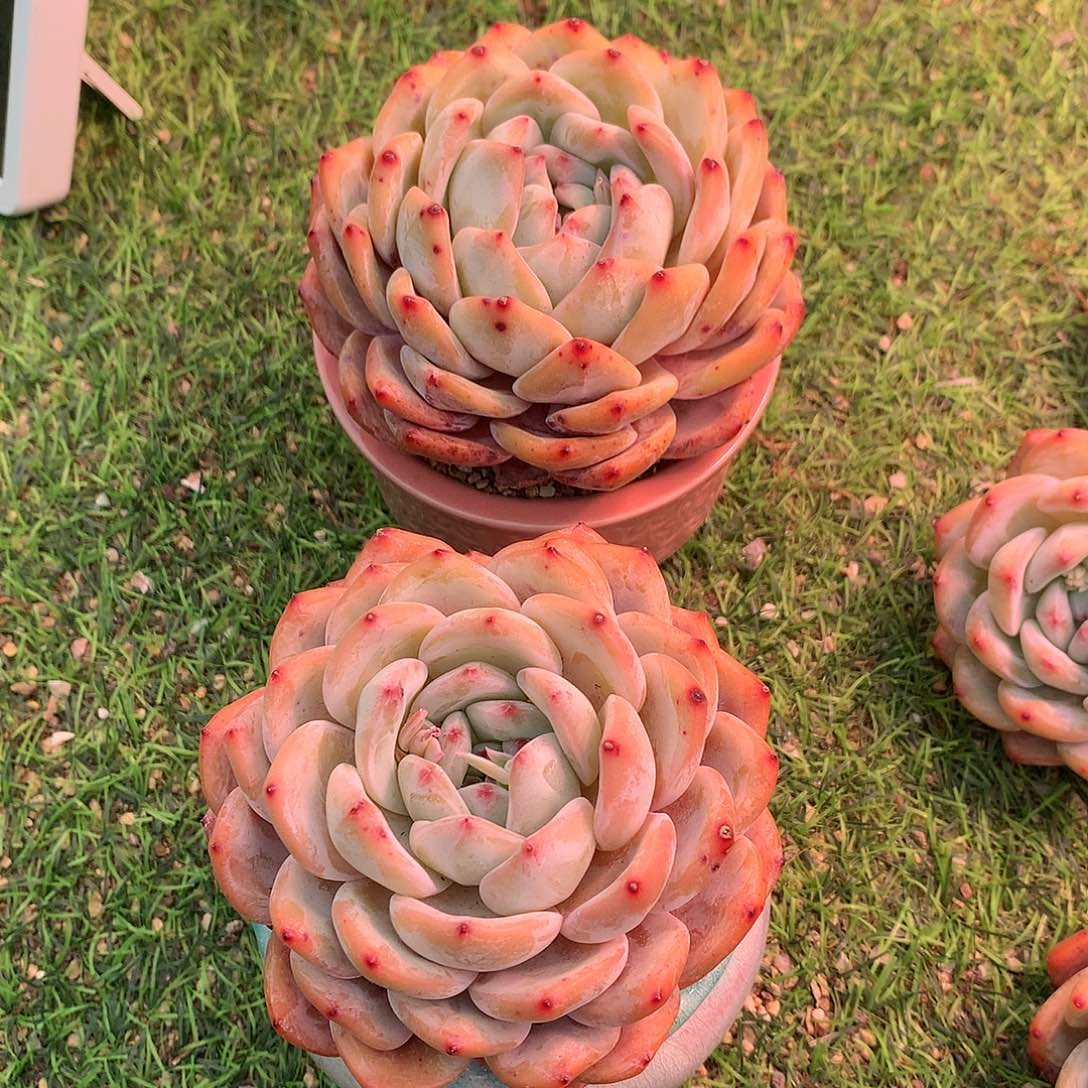 一物一拍，精控老庄橙梦露单头两颗