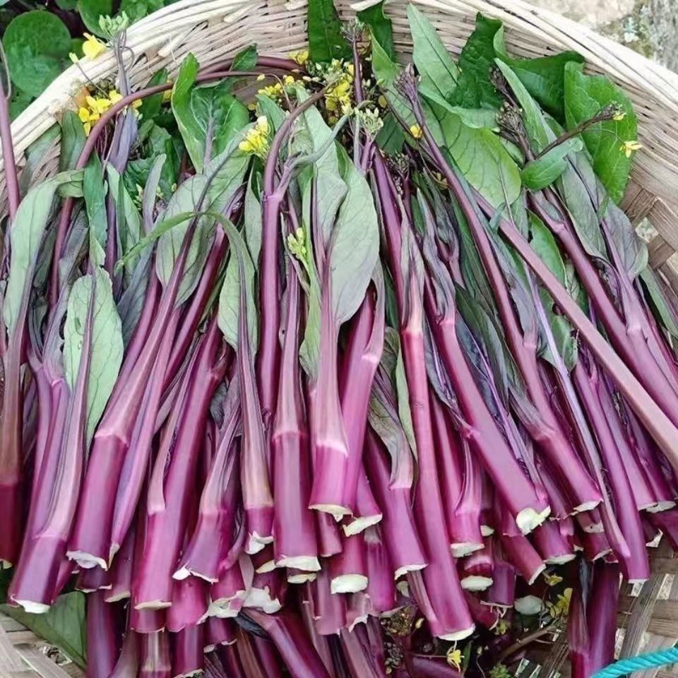 四川农家新鲜现摘红菜苔时令蔬菜脆嫩清甜