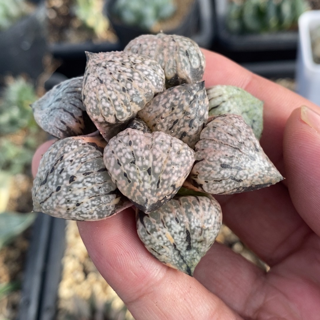 一颗实生丸叶白银锦 