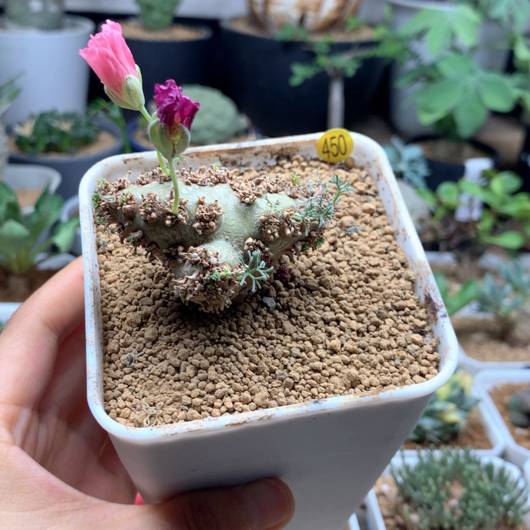 白皮月界母本多肉带盆450