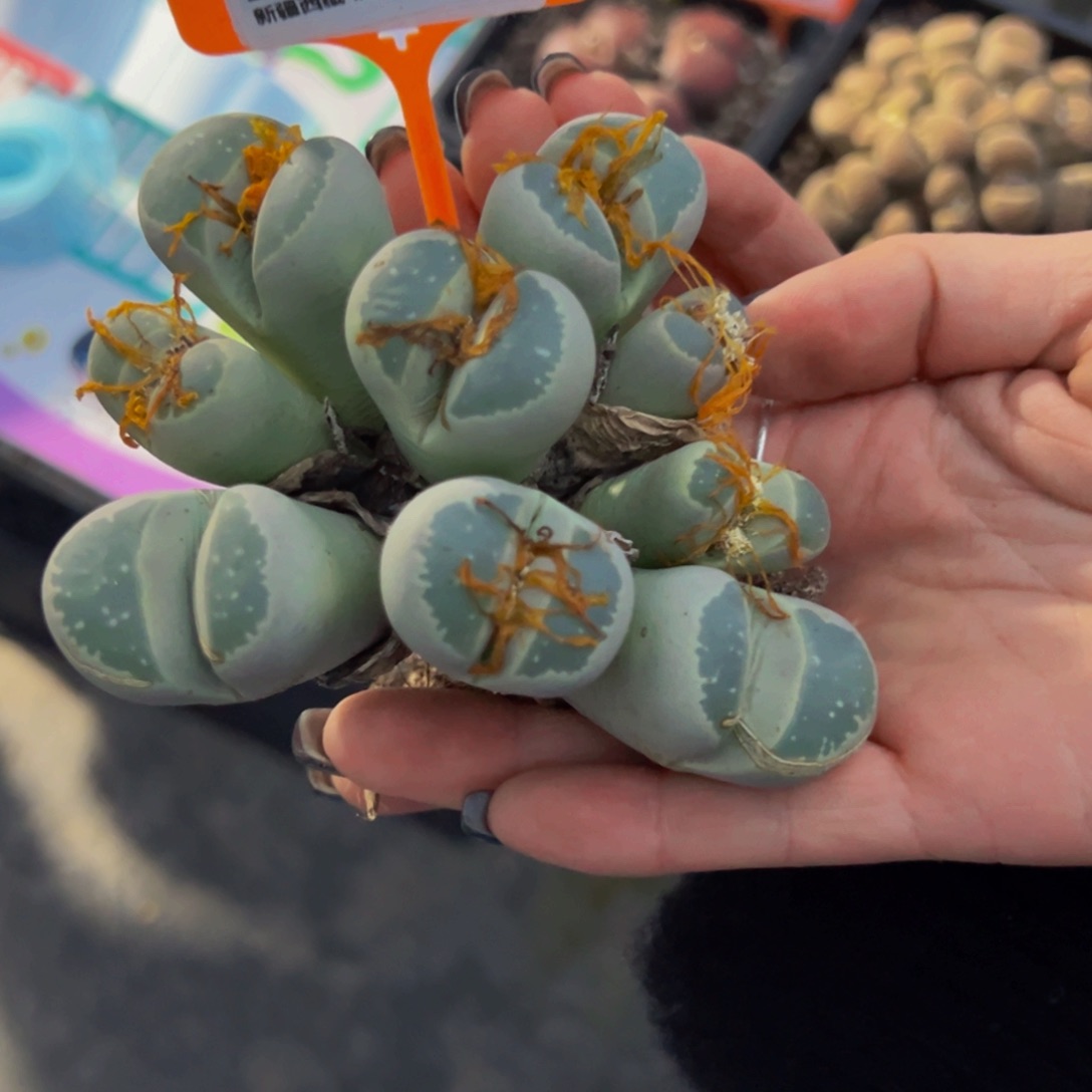 大***a315 一物一拍，默认有伤，介意勿拍，不退不换