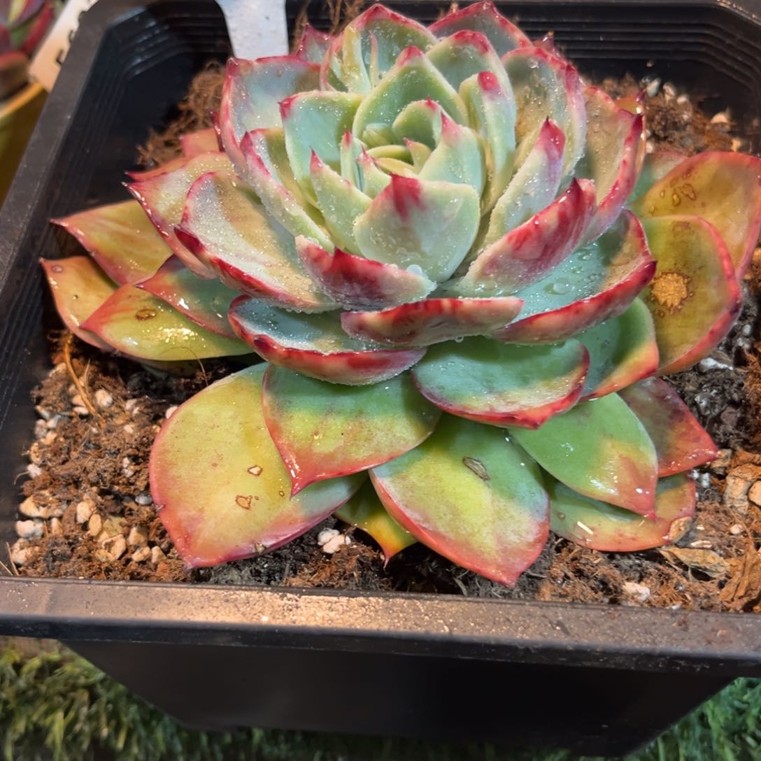 惊鸿一瞥680号多肉