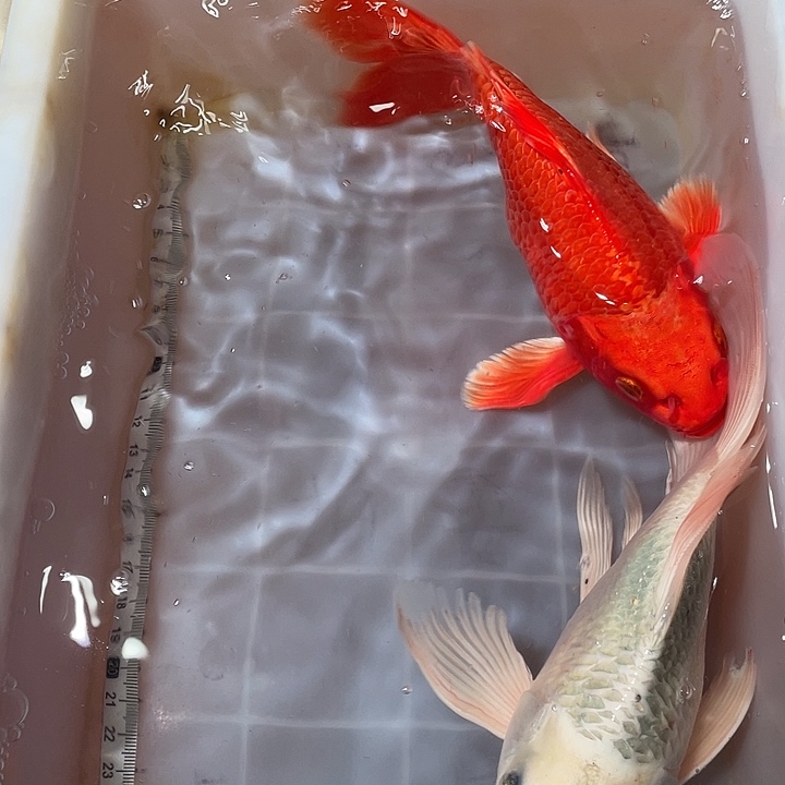 蝴蝶鲤鱼渔场直发93