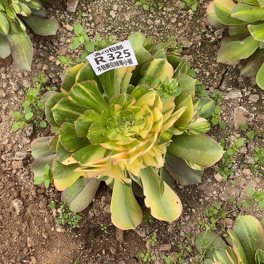 325韶羞七彩多肉法师锦