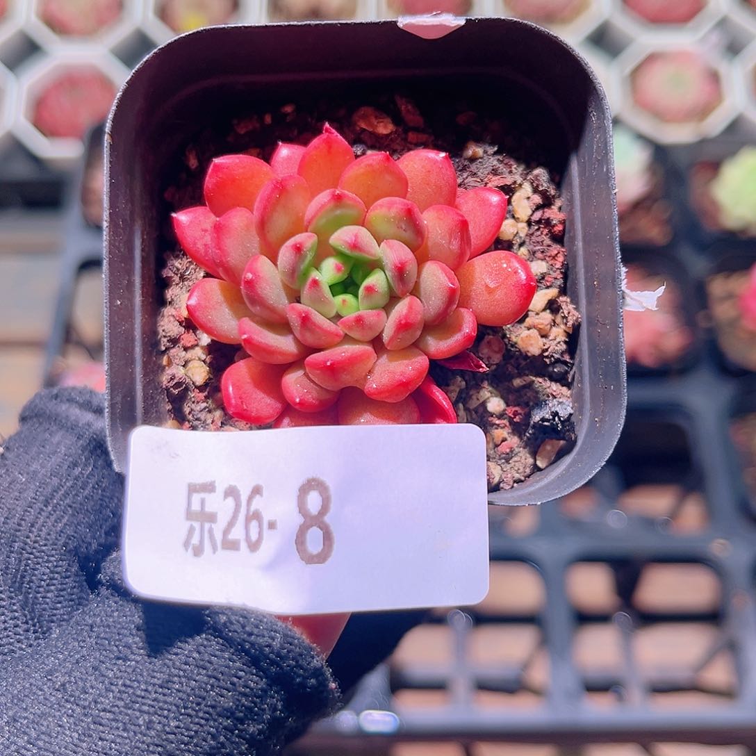 乐然26-8 红宝石 