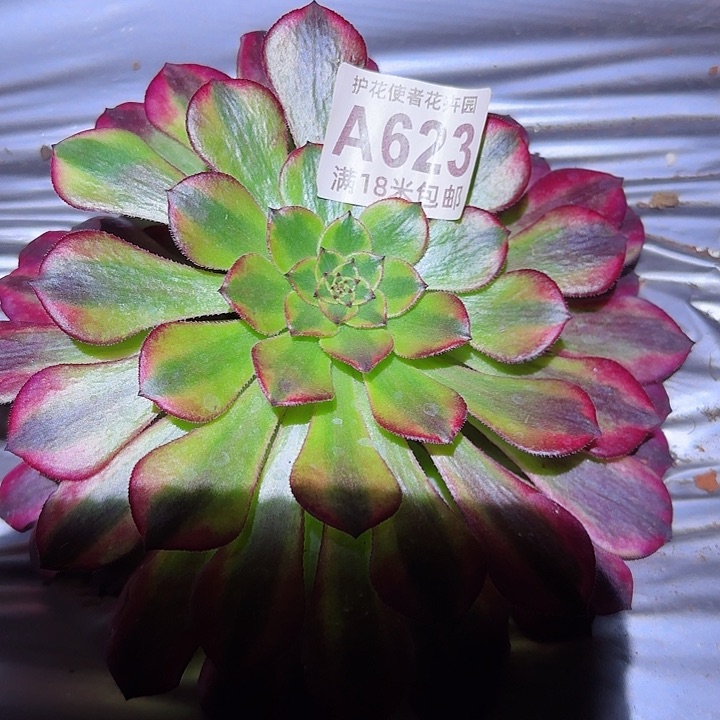 多肉法师祝融朵朵