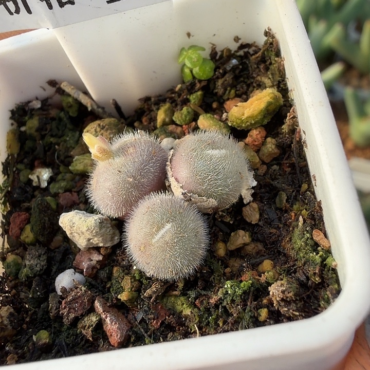 079。多肉植物的生长