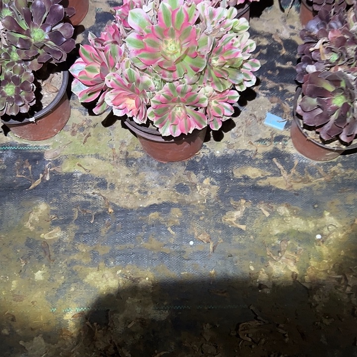 不包侧枝一物一拍24