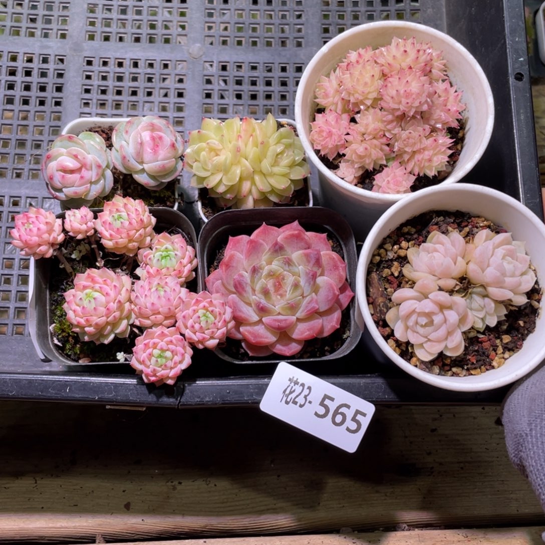 花利美23-565框拍6颗