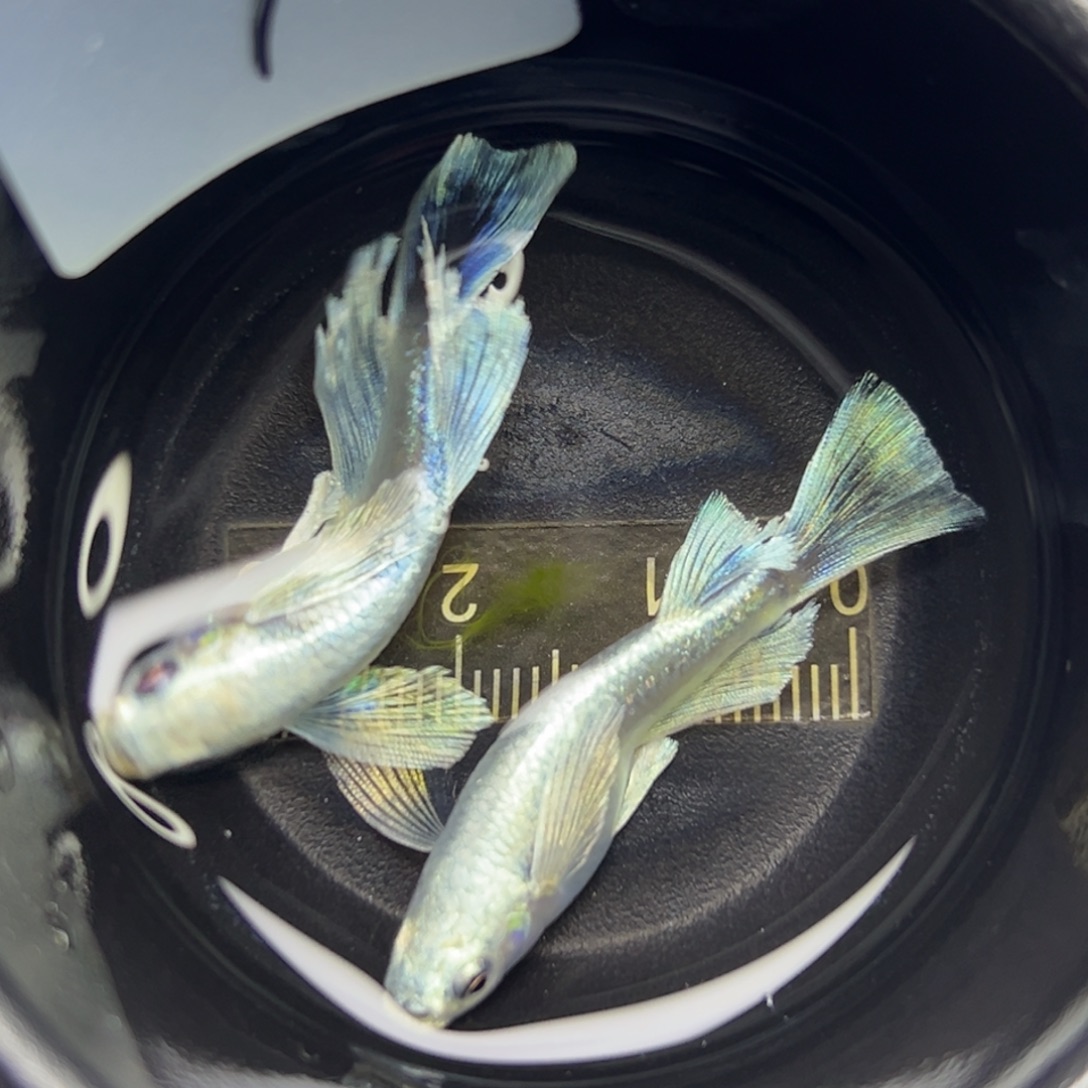 青鳉鱼9。        