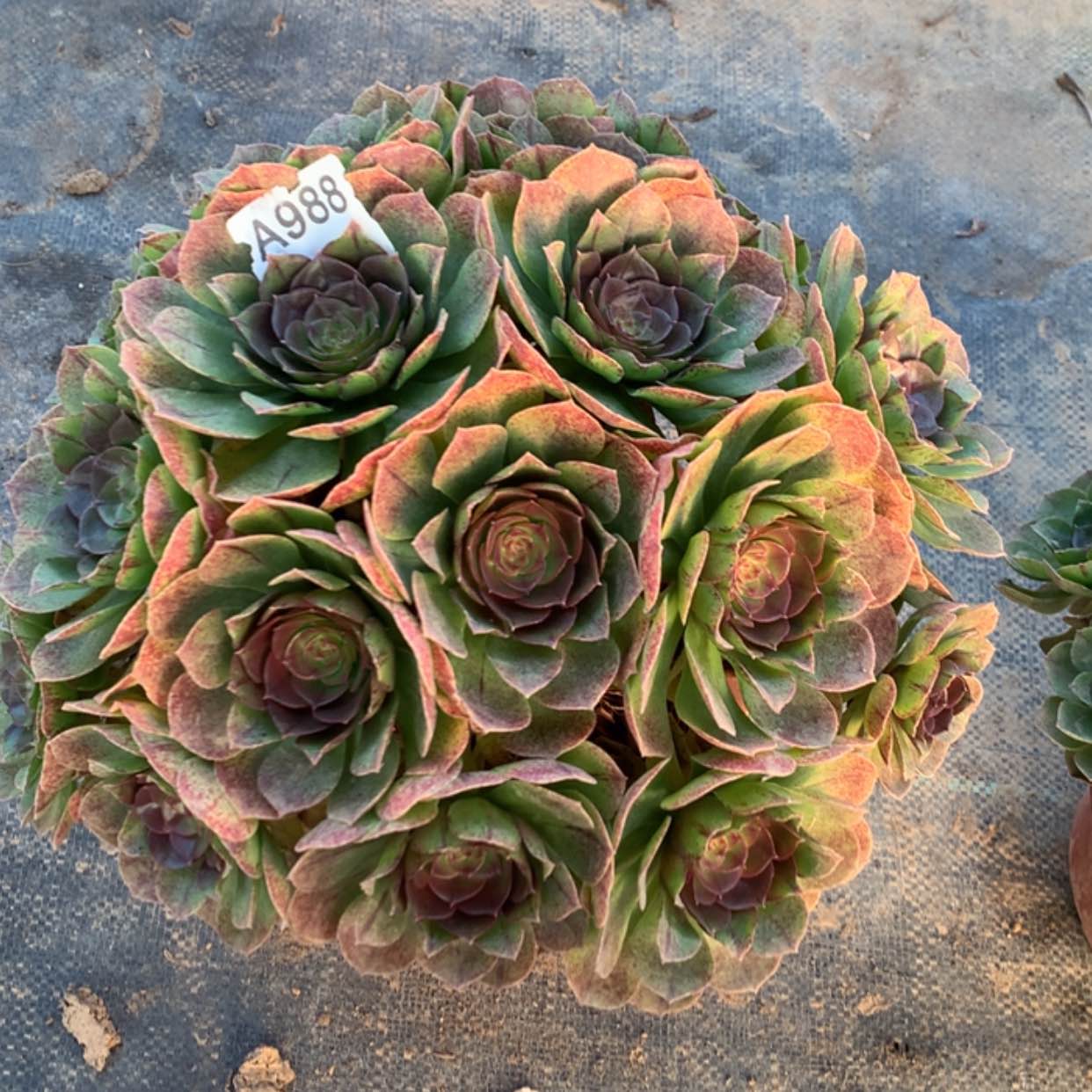 【闪购商品】988万拉丝