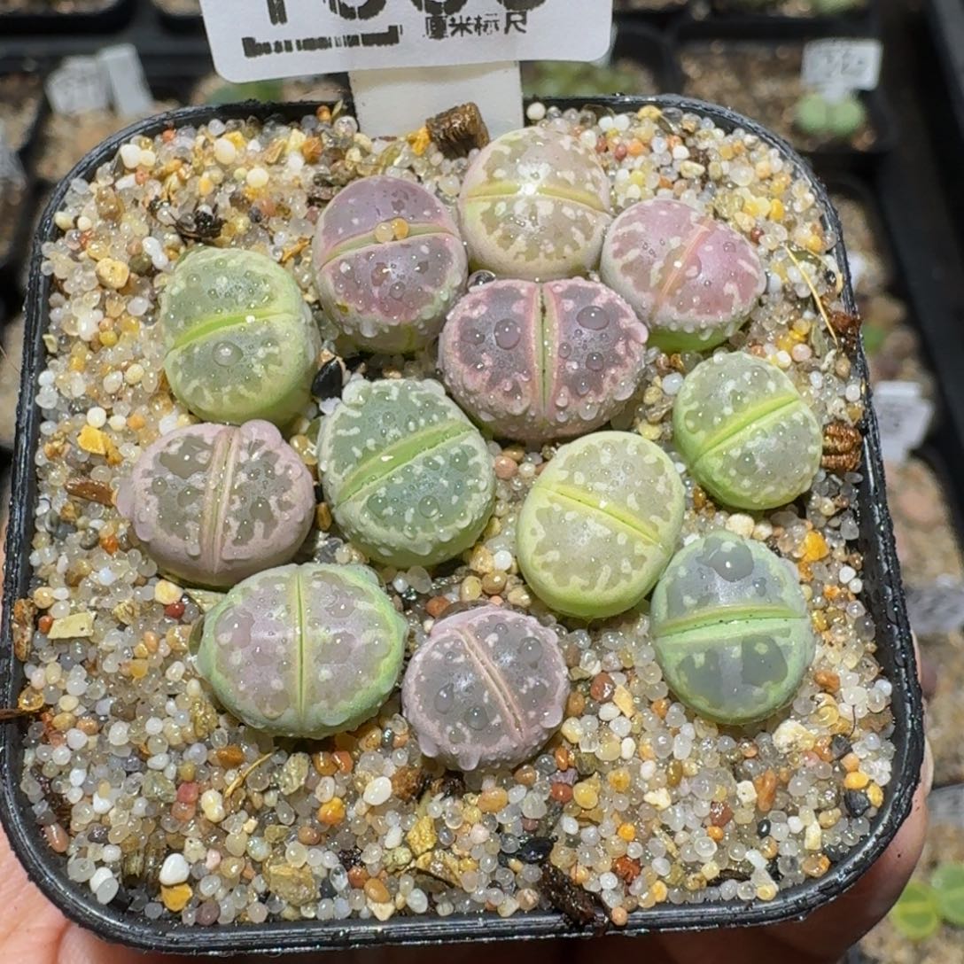 绝绝绝子生石花1300