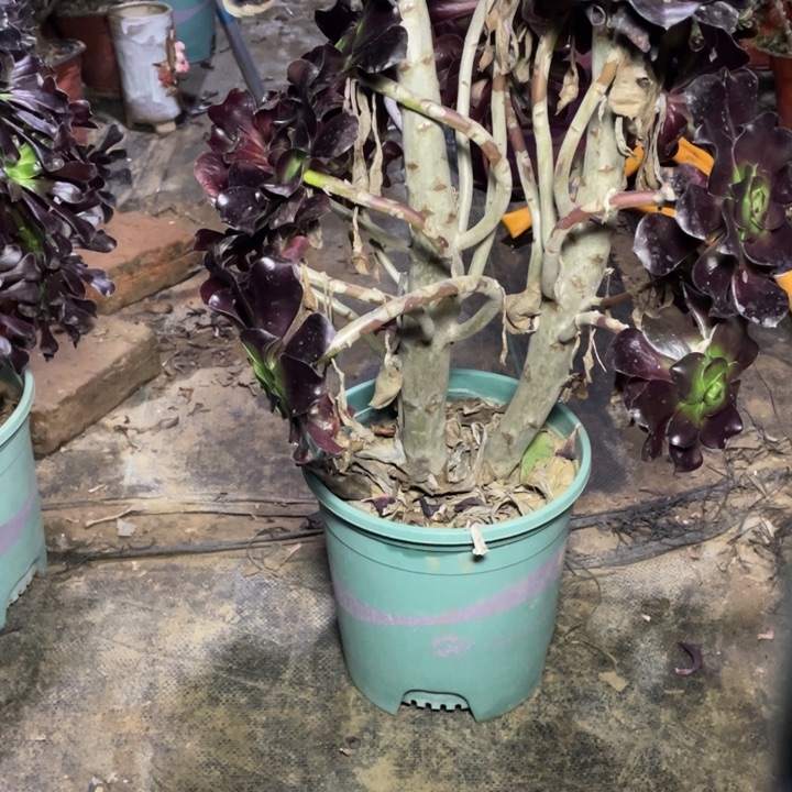 11巫毒多肉多肉植物多肉多肉