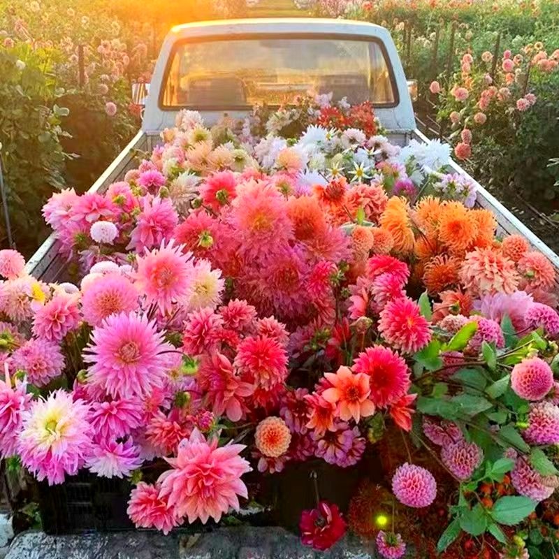 大丽菊花地根花大丽花种根庭院种植盆栽植物阳台种植多年生植物