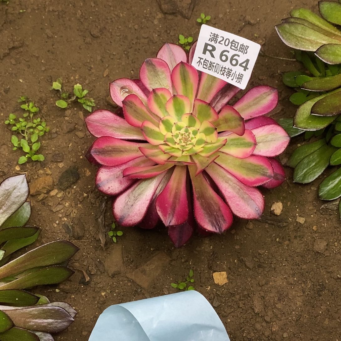 丁*664黑铜壶超白锦多肉