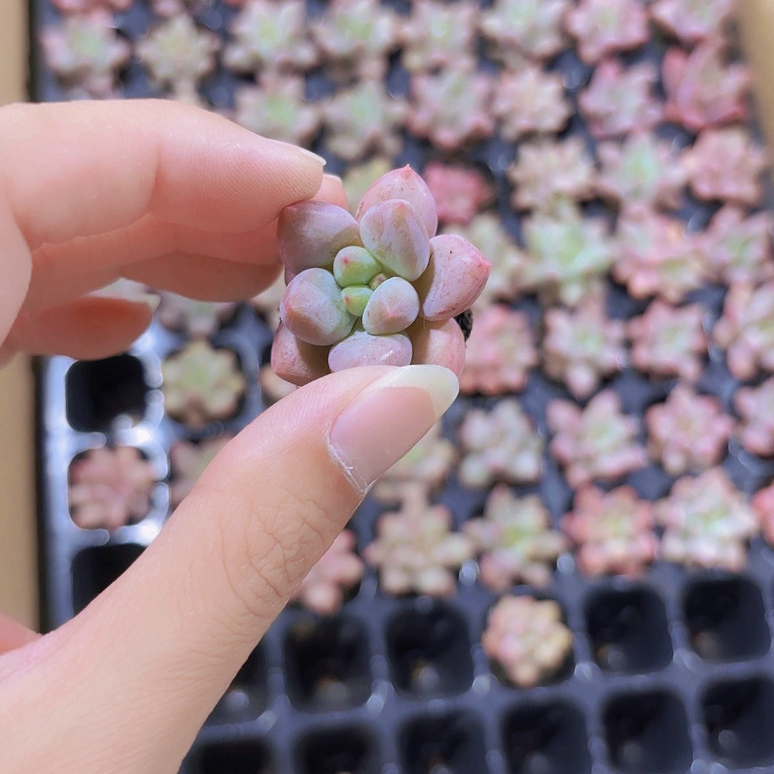 小穴苗金鱼姬多肉植物