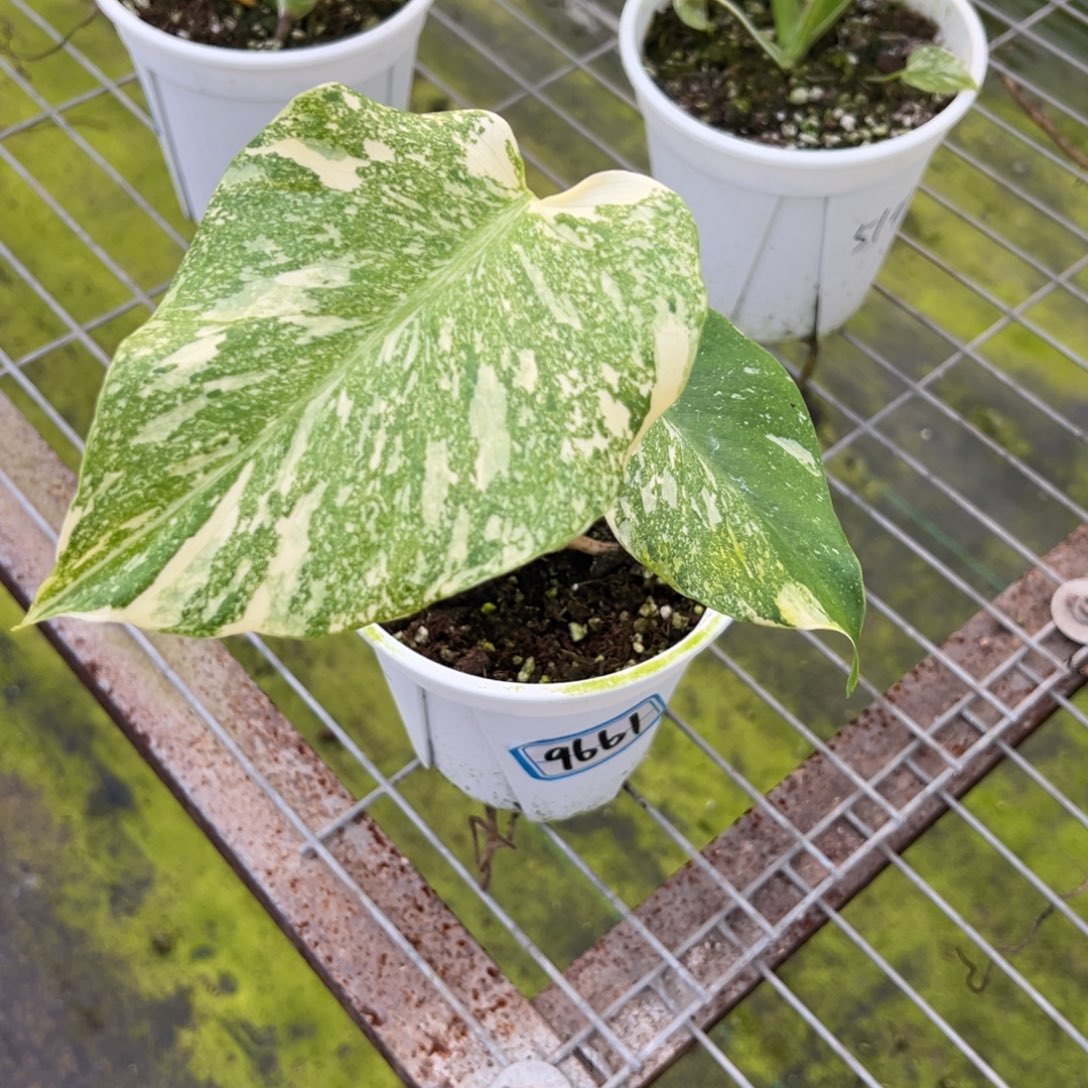 懒***羊完全开放9661洒金龟背竹