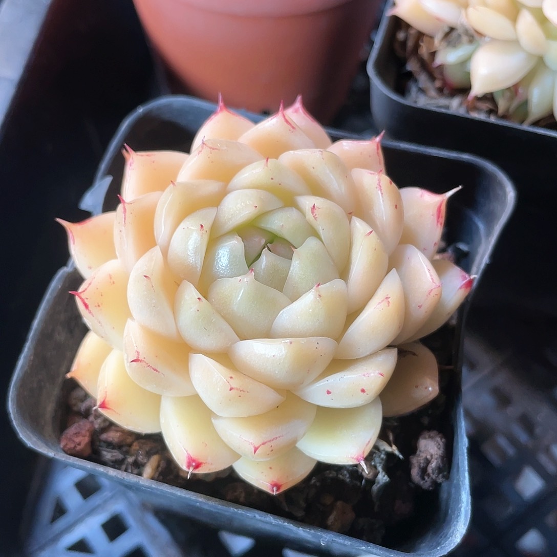 优选麦秆福利8199