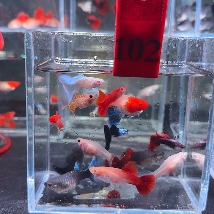 孔雀鱼102号，14条