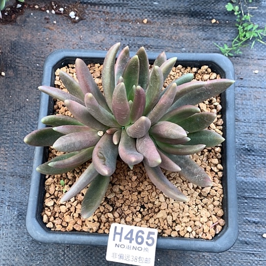 八爪鱼自然群465 亏本处理退款拉黑7-8天发货