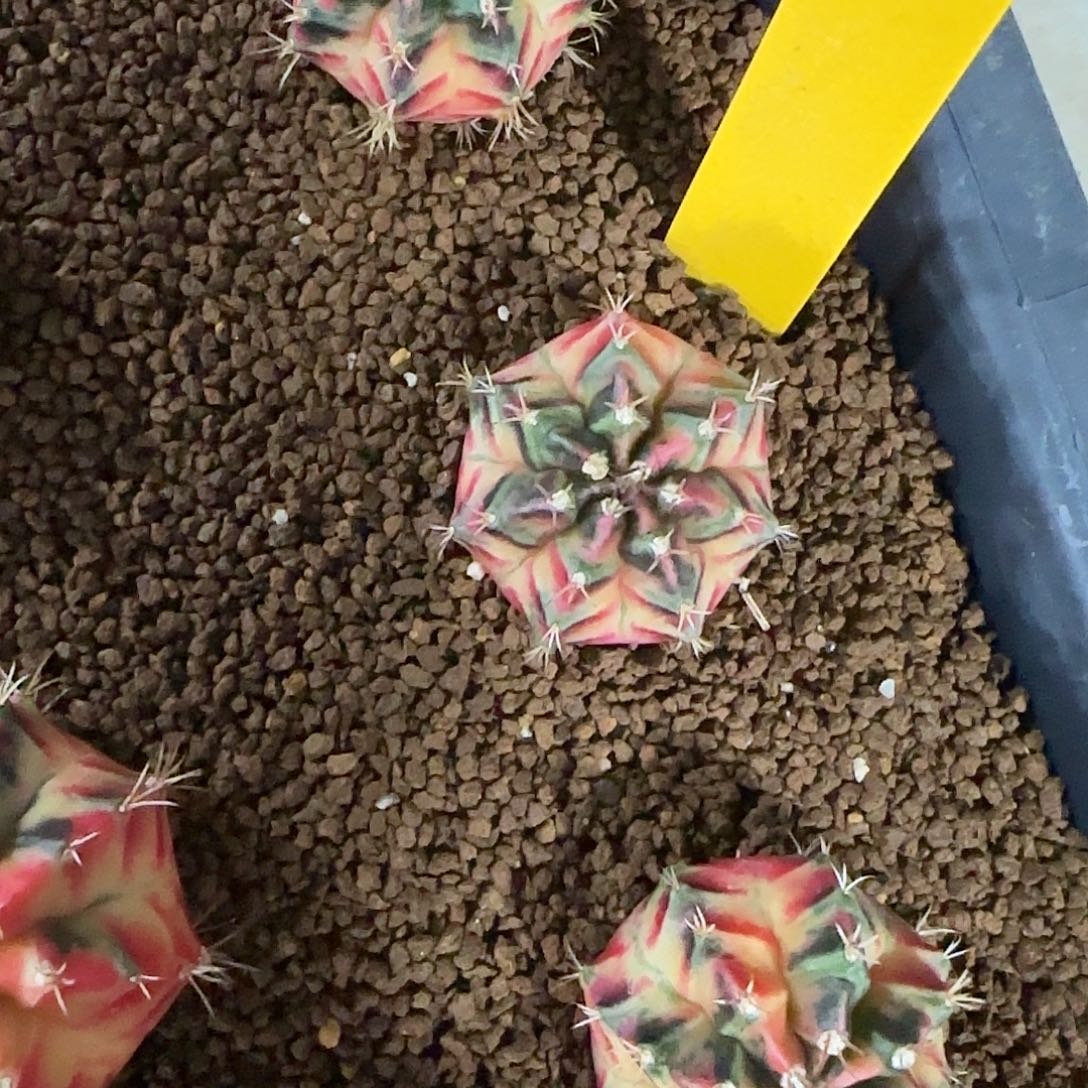 L736-1219泰国发货 加法