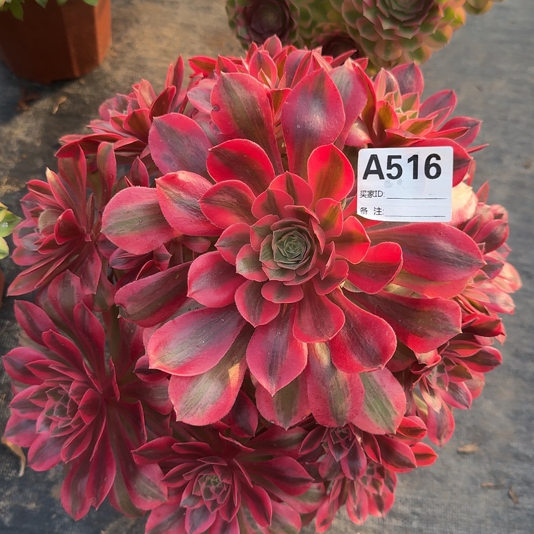 女妖多肉法师a516