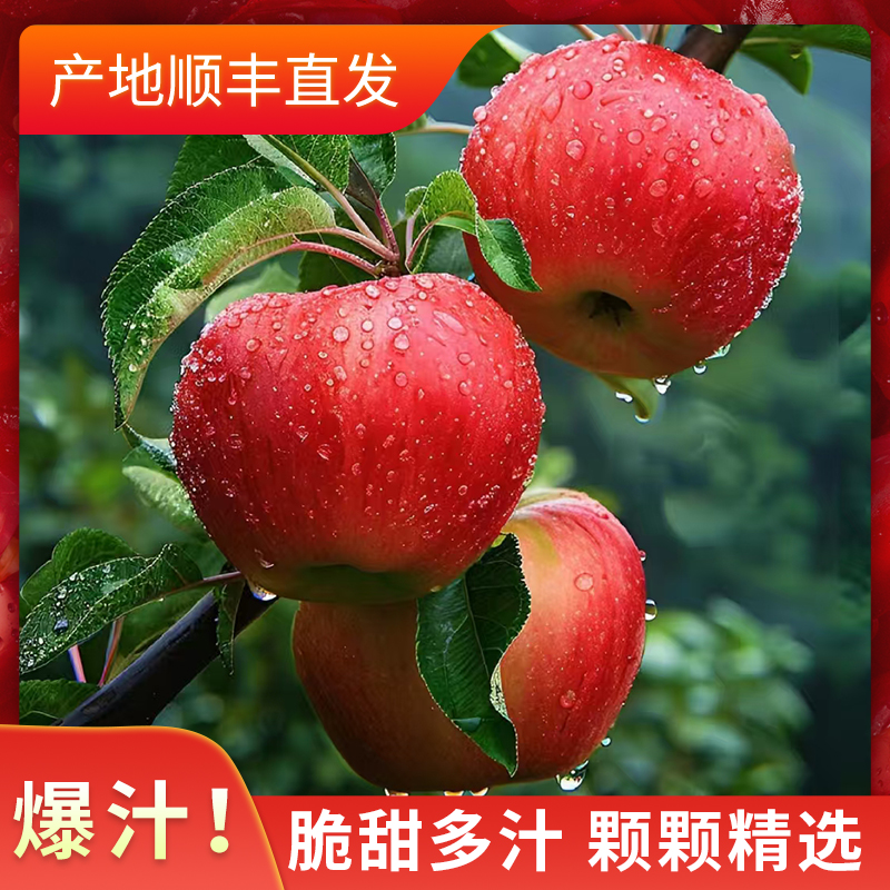 【新鲜采摘 特大果】宁夏彭阳糖心苹果 95mm以上 12枚 精品礼盒装