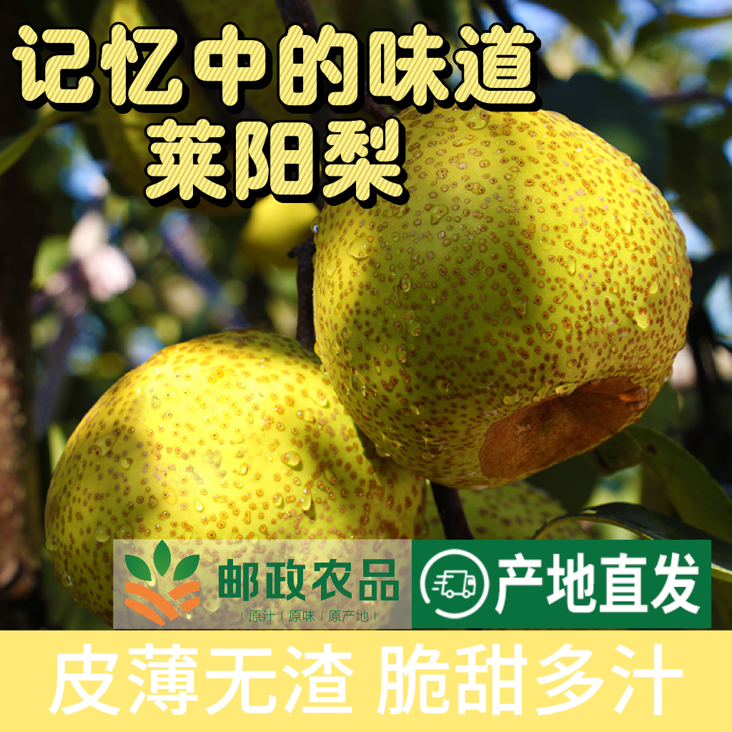 正宗莱阳梨产地直发新鲜慈茌梨爽脆可口宝宝孕妇可食