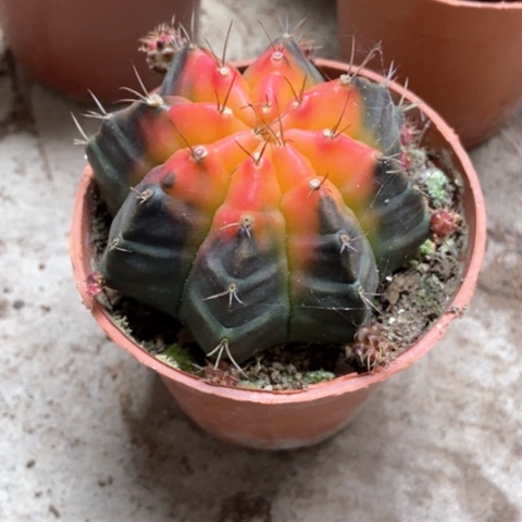 牡丹锦仙人球5米仙人球