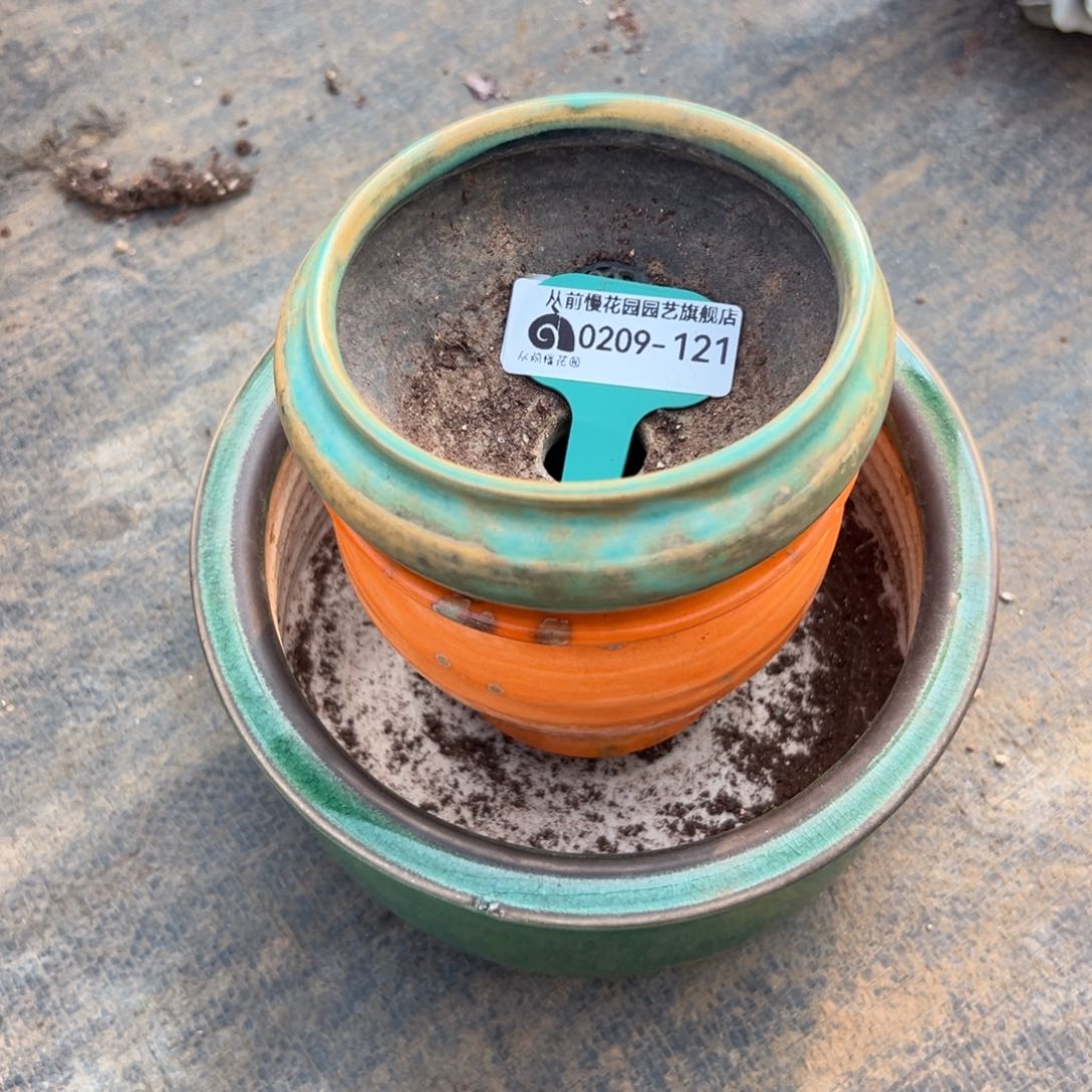 随*?多肉一物一拍0209-121