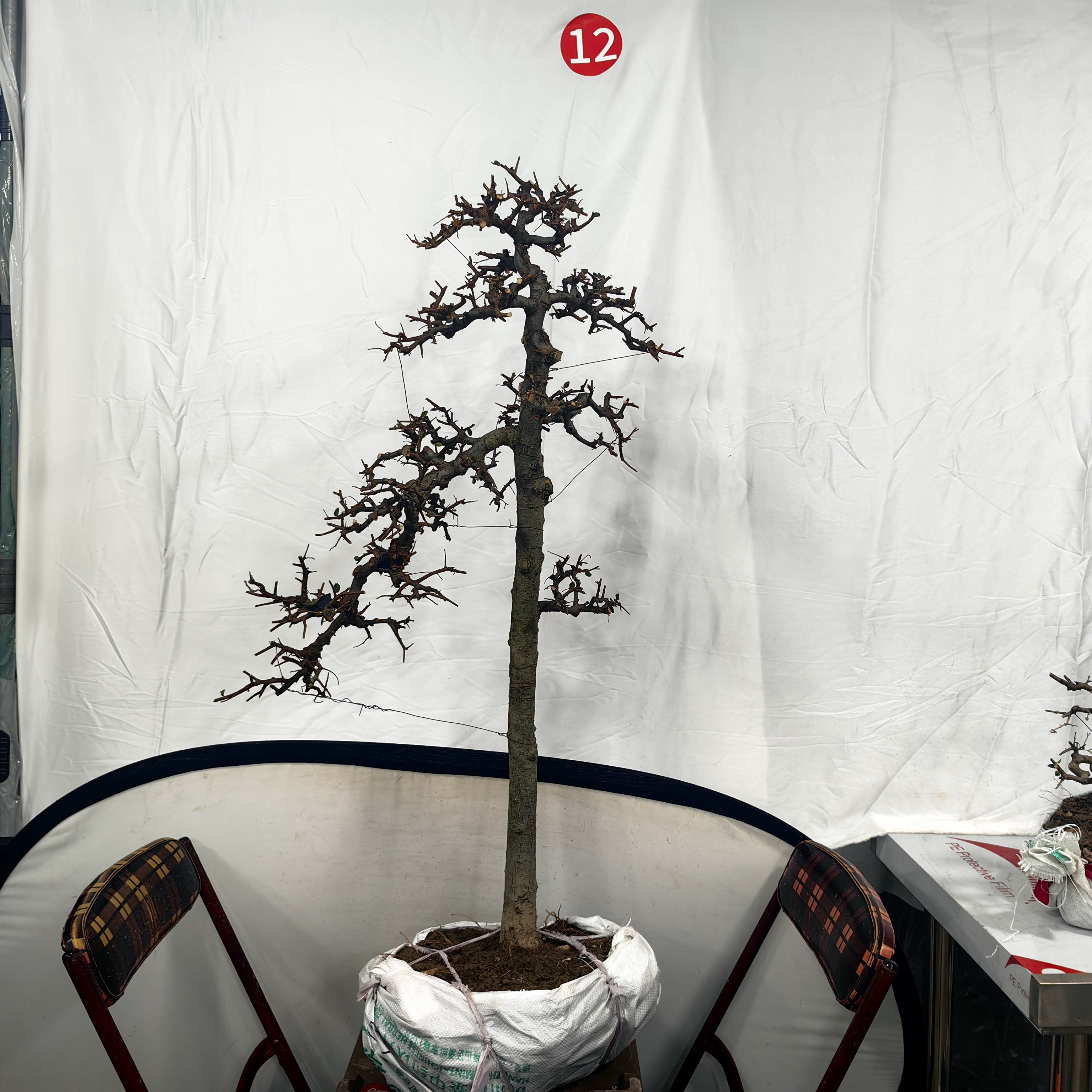 精品文人榔榆盆景