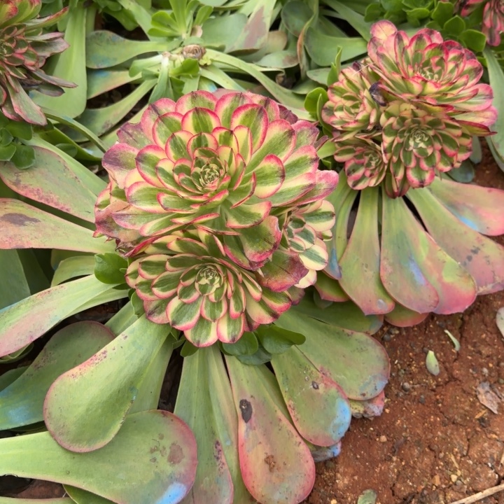 海神嫁接捧花啊啊