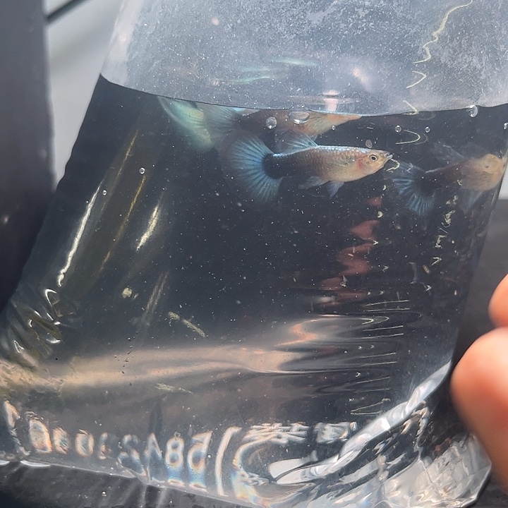 孔雀鱼4对蓝礼服大c